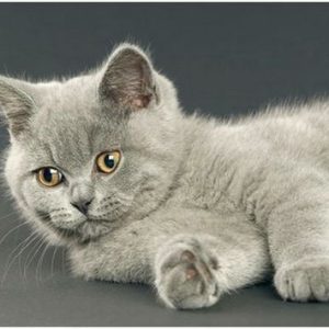 Mèo Anh Lông Ngắn