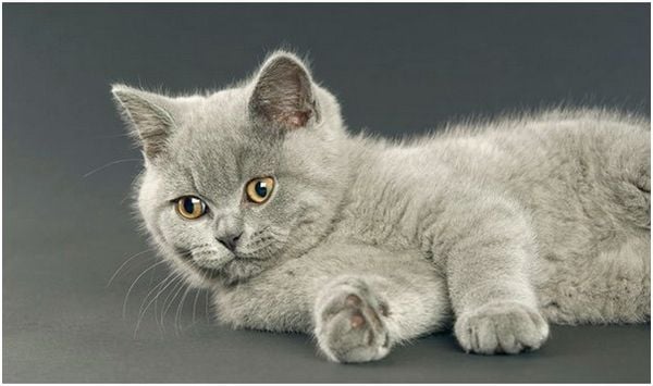 Mèo Anh Lông Ngắn