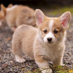 Chó Crogi chân lùn