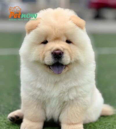 Chó Chow Chow - Ảnh 2