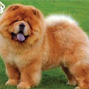 Chó Chow Chow