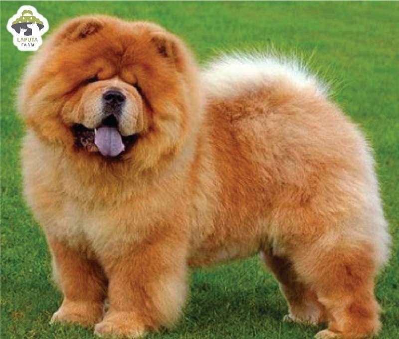 Chó Chow Chow - Ảnh 2