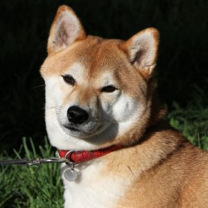 Chó Shiba