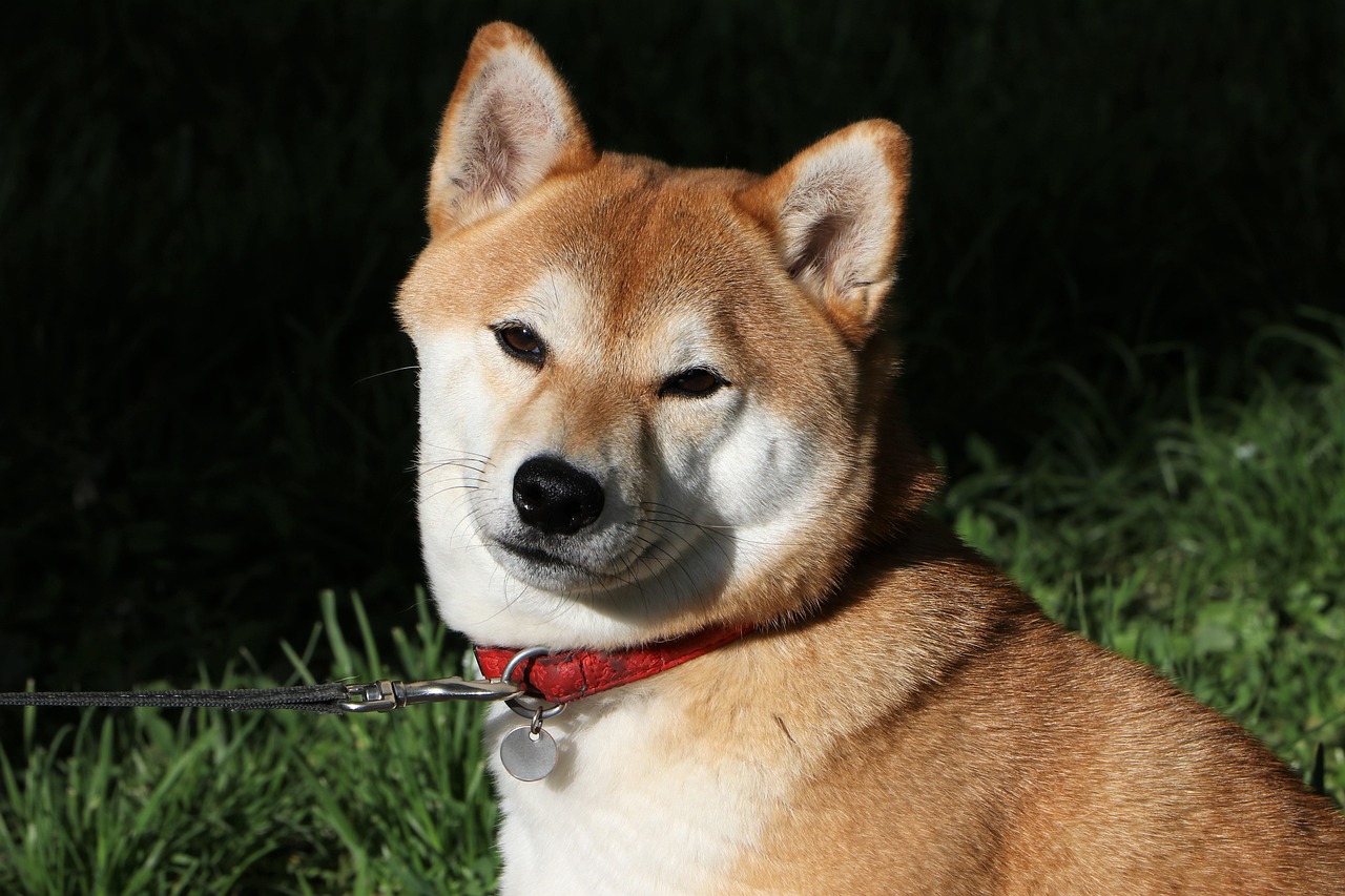 Chó Shiba