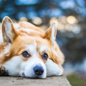 Chó corgi chân lùn