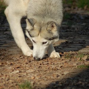Chó Husky (Xám & Trắng)