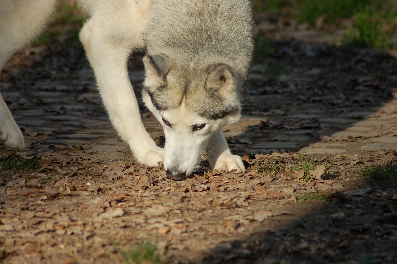 Chó Husky (Xám & Trắng)