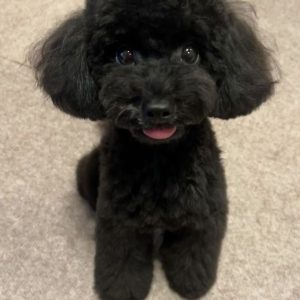 Chó Poodle