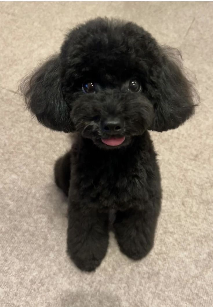Chó Poodle