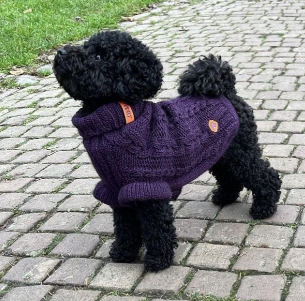 Chó Poodle - Ảnh 2