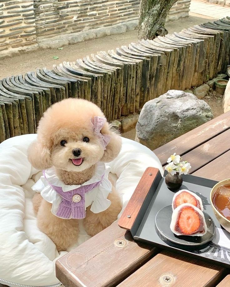 Chó Poodle - Ảnh 2