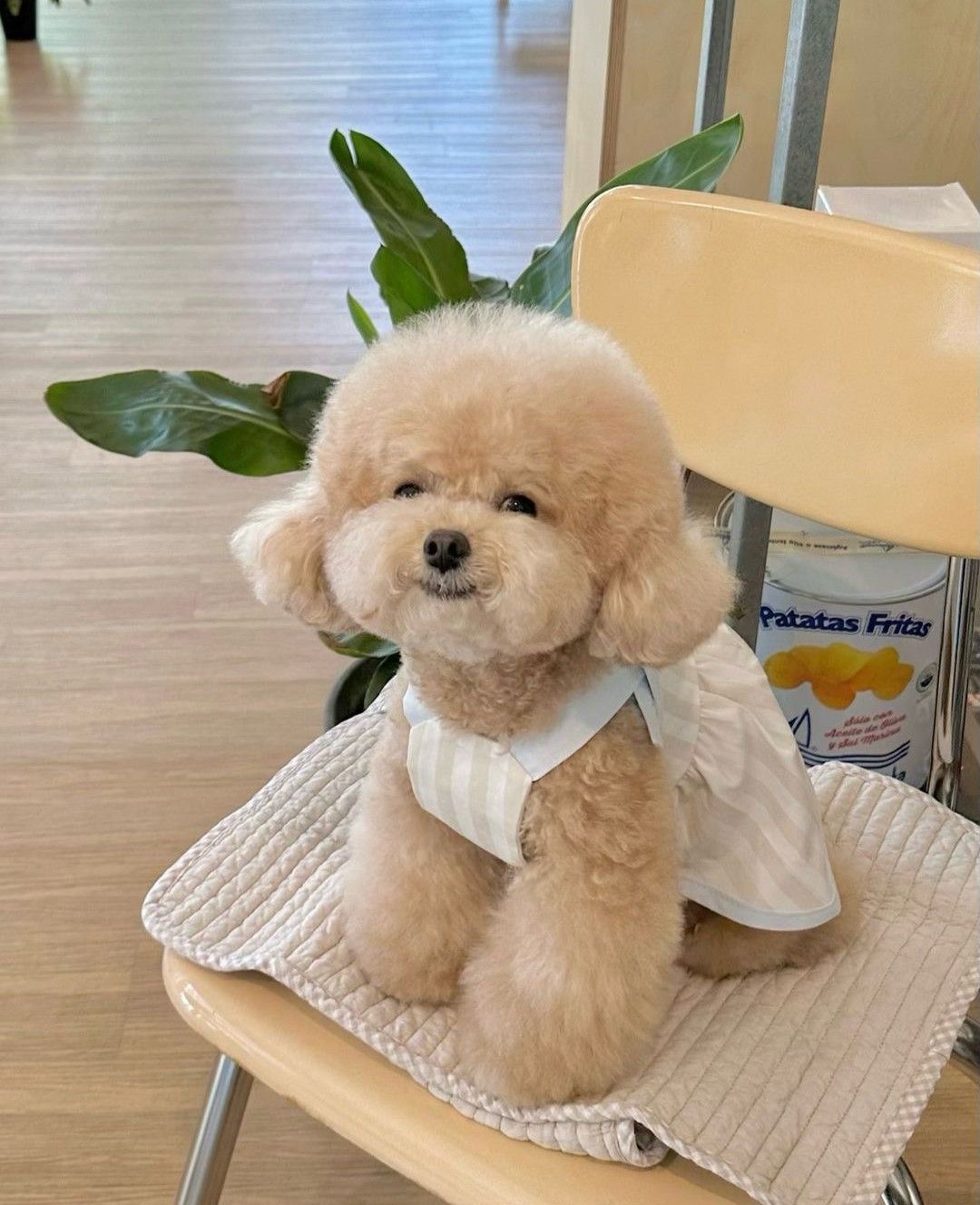 Chó Poodle - Ảnh 3