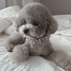 Chó Poodle