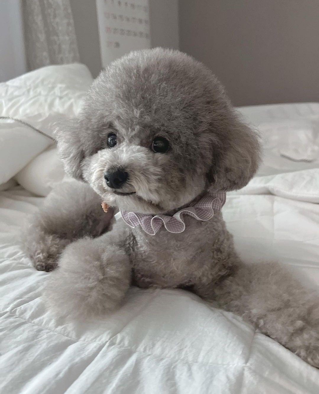 Chó Poodle