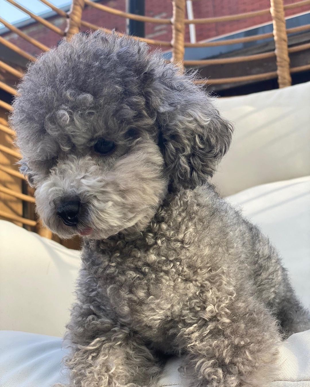 Chó Poodle - Ảnh 2