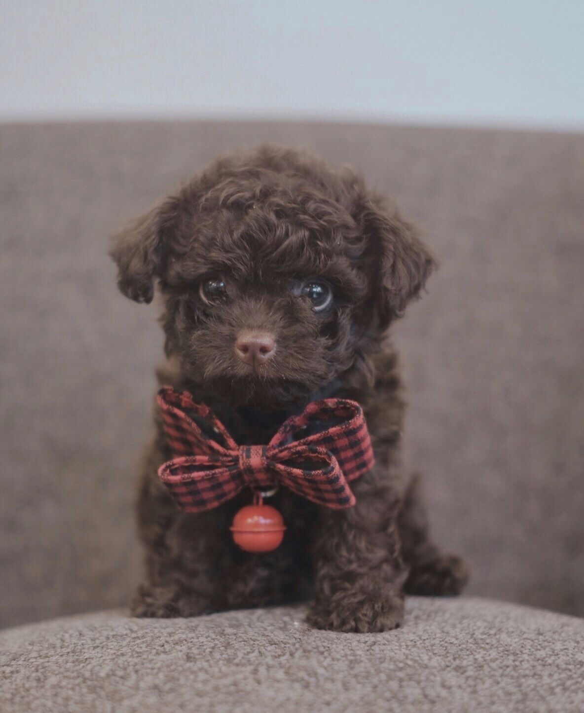 Chó Poodle - Ảnh 3