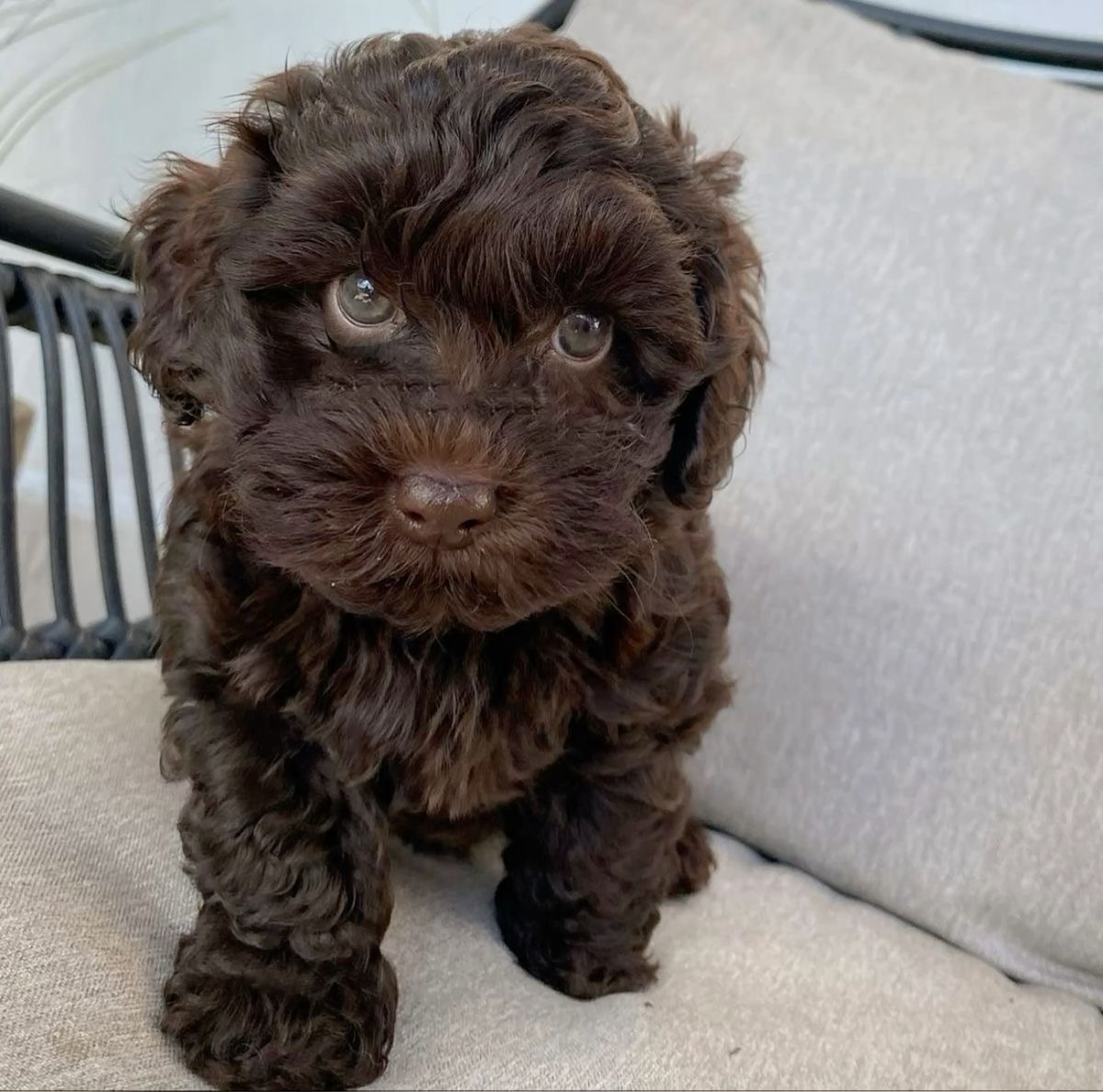 Chó Poodle - Ảnh 2