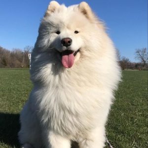 Chó Samoyed