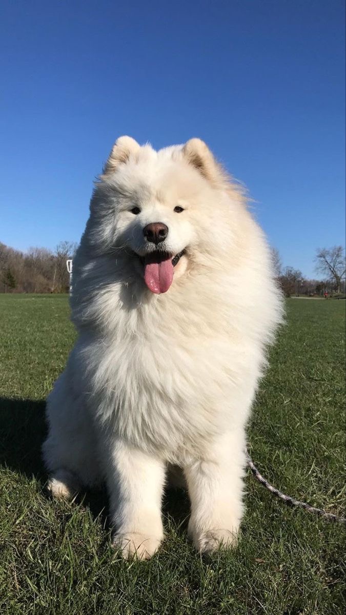 Chó Samoyed