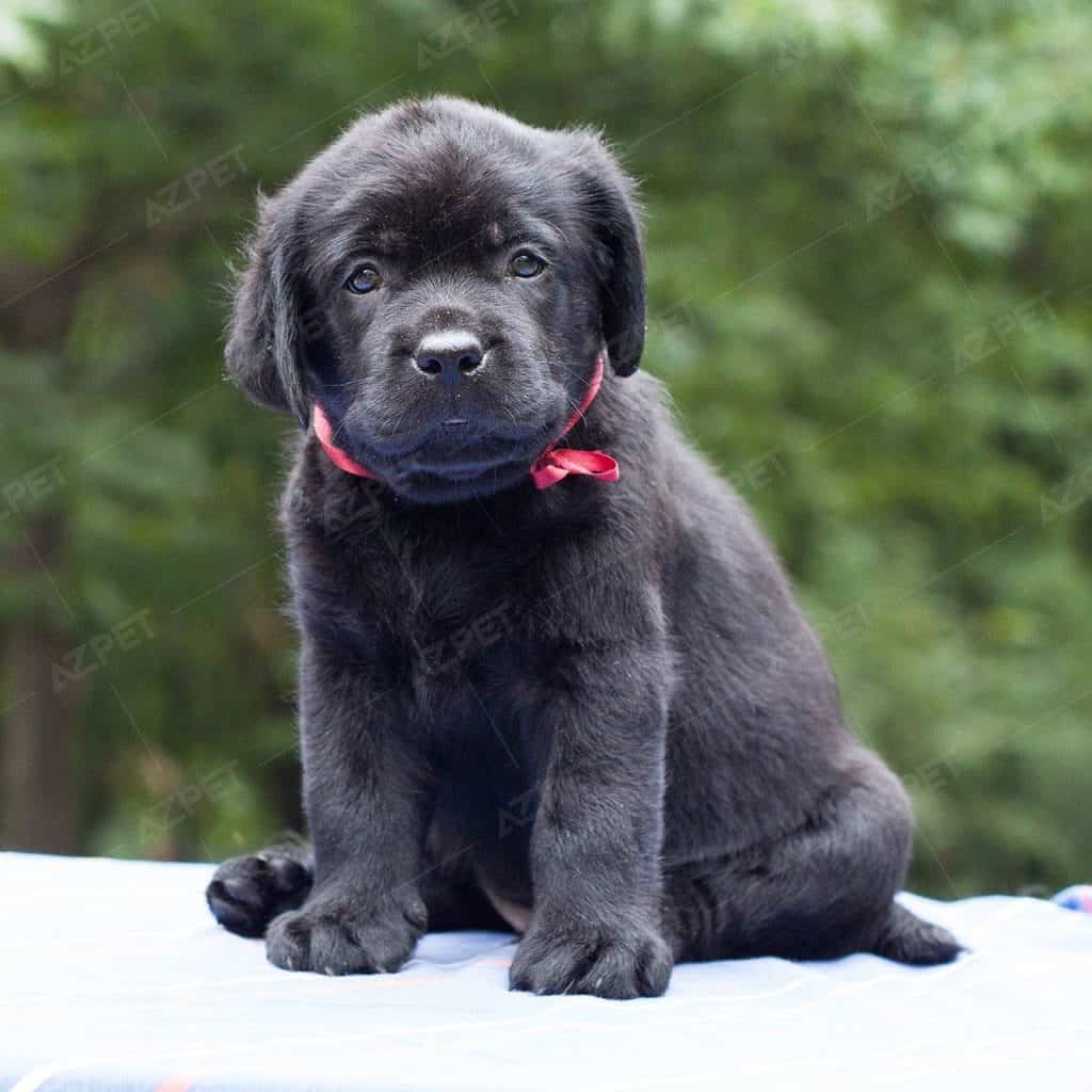 Chó Labrador - Ảnh 3