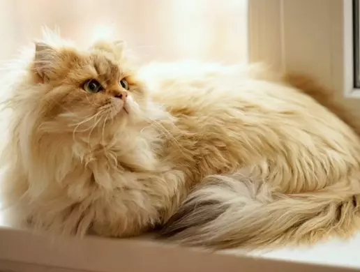 Mèo Anh Lông Dài