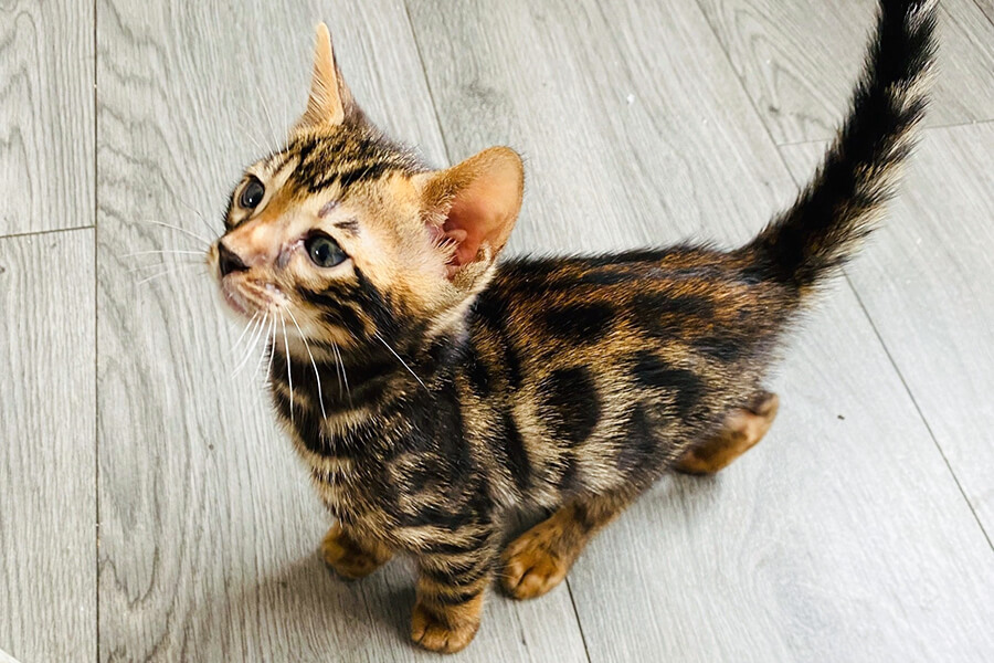 Mèo Bengal - Ảnh 3