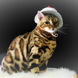 Mèo Bengal