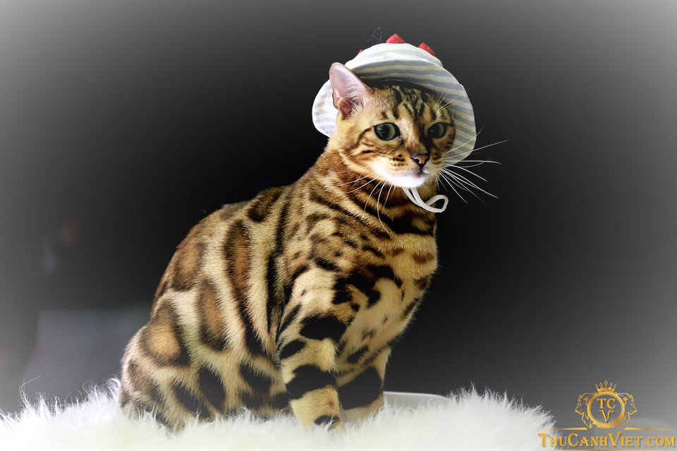 Mèo Bengal