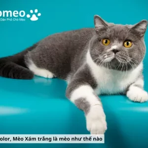 Mèo Anh Lông Ngắn