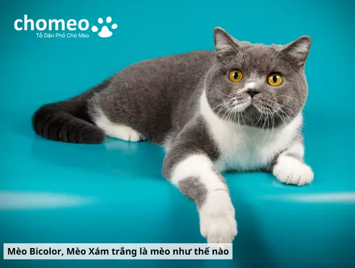 Mèo Anh Lông Ngắn