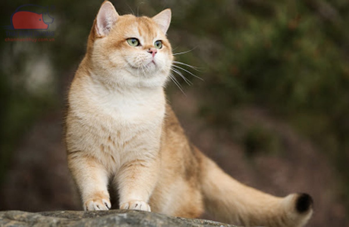 Mèo Golden - Ảnh 2