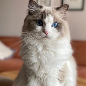 Mèo Ragdoll