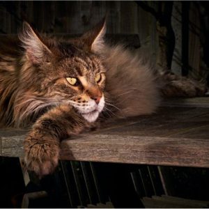 Mèo Maine Coon