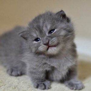 Mèo Anh Lông Ngắn