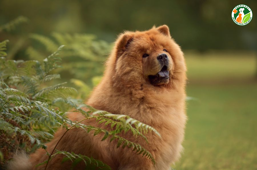 Chó Chow Chow - Ảnh 2