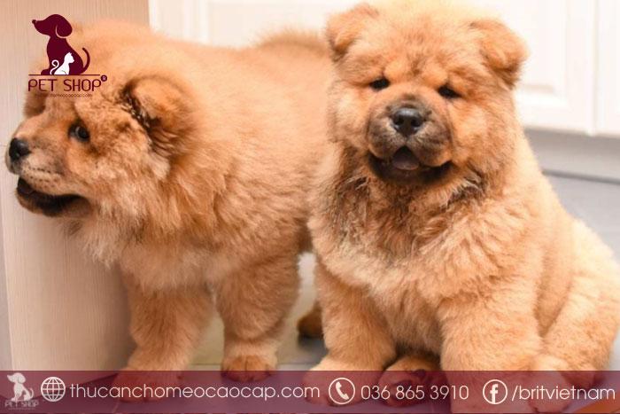 Chó Chow Chow - Ảnh 2