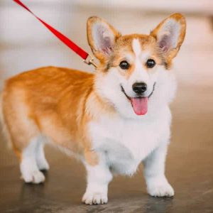 Chó Crogi chân lùn