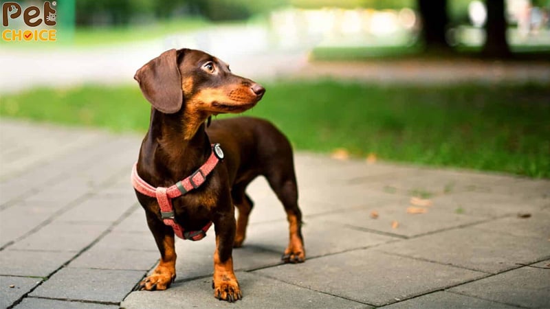 Chó Lạp Xưởng - Ảnh 2