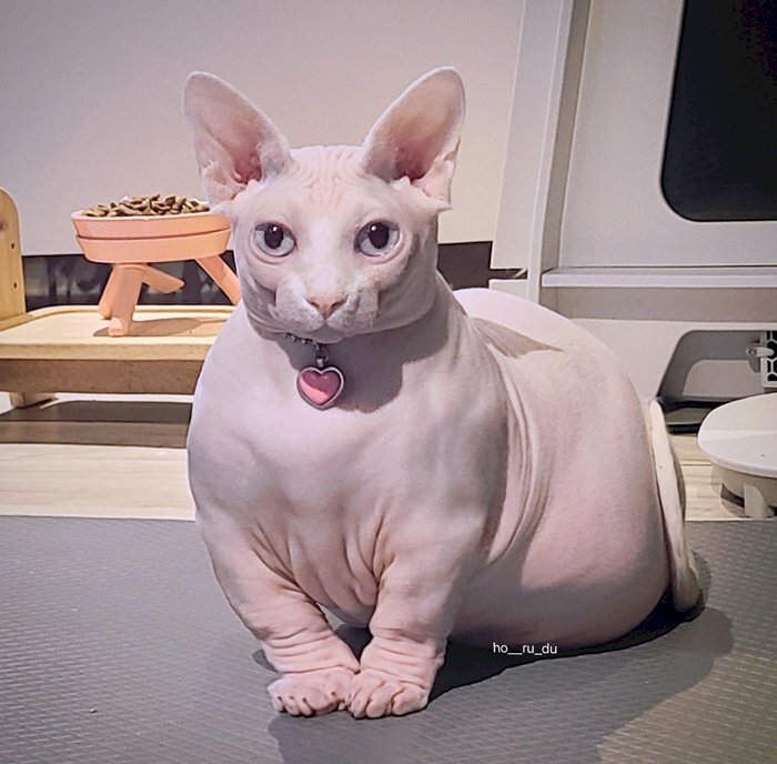 Mèo không lông - Ảnh 2