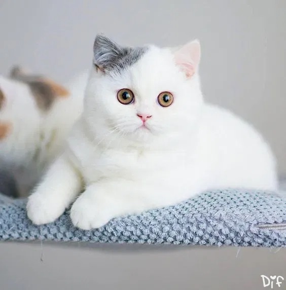 Mèo Anh Lông Ngắn