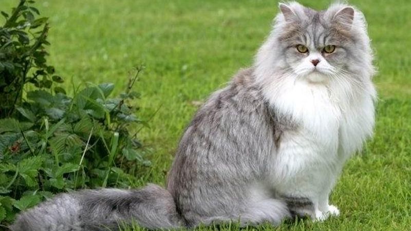 Mèo Anh Lông Dài