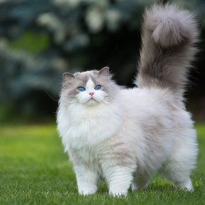 Mèo Ragdoll