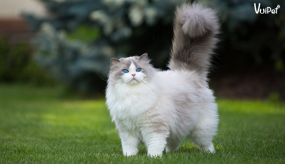 Mèo Ragdoll - Ảnh 3