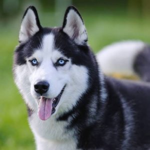 Chó Husky Sibir (Đen & Trắng)
