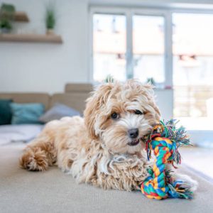 Đồ chơi dây thừng kéo và giằng