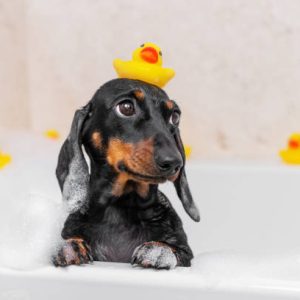 Đồ chơi nhà tắm