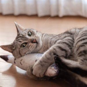 Gấu cá săn mồi