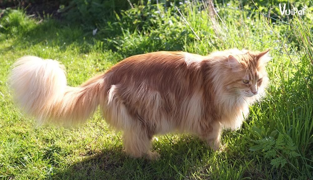 Mèo Ragdoll - Ảnh 3