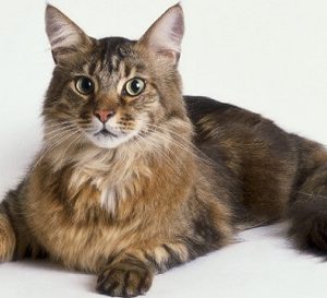 Mèo Maine Coon