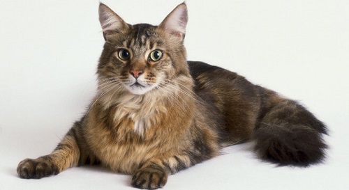 Mèo Maine Coon